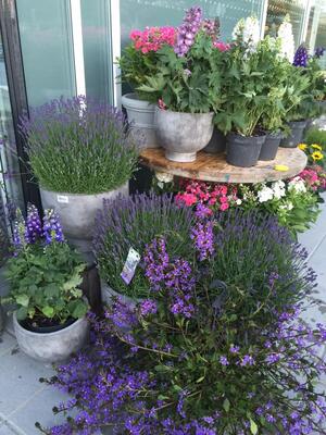 Forglemmegei Blomster